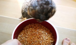 Federike the Fully Trained Chicken