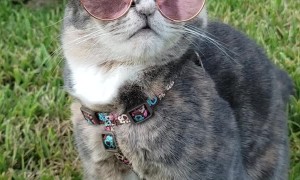 Cat Looking Good in Glasses
