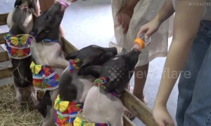 Piglets bottle-fed at Thailand pet show