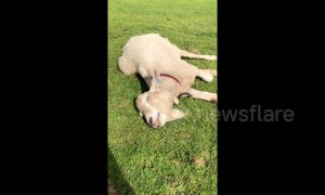 This lazy UK goat is definitely not a morning person!