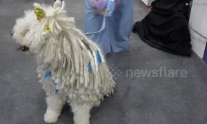 Pampered pooches at Bangkok pet show