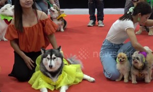 Colourful scenes from dog fashion show in Bangkok