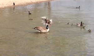 Mother duck bravely protects her chicks from attacking goose