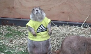Prairie dogs in T-shirts at pet show in Thailand