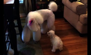 New family puppy isn't intimidated by giant poodle