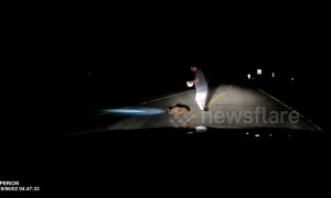 US driver removes elk calf 'playing dead' from middle of road