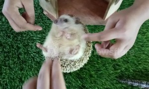 This mini hedgehog loves being tickled