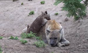 Hyena cub determined to play with unamused mother at South Africa park