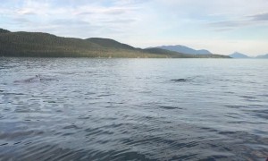 Humpback Whales Spouting Off