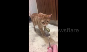 Picky Canada kitten gags after licking and sniffing sour pickle