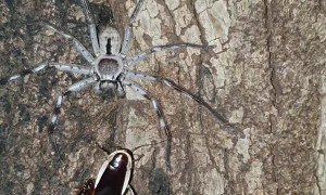 Huntsman Feeding Fail