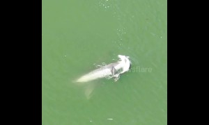 Grieving mother dolphin refuses to leave her dead calf behind