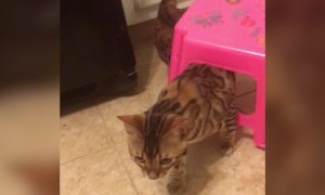 Pets in Predicaments