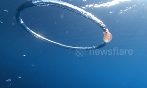 Mesmerising footage shows jellyfish spinning after getting caught in bubble ring