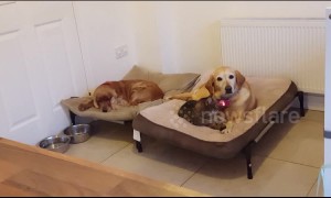 You paw thing: Cat tricks dog with cuddling to kick dog out of own bed