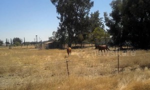 US man dubbed a 'horse whisperer' neighs and summons horses