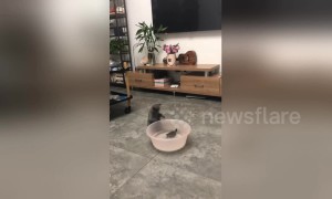 Kitten scared by turtle who stretches head out slowly in China home