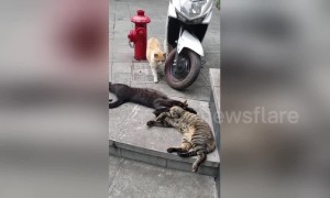 Cat catches her sneaky partner cuddling with another feline