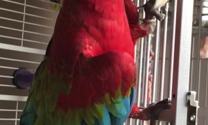 Macaw Has Some Groovy Moves