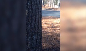 Tiny Dog does his Best to Climb a Tree