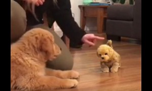 Puppy gets super jealous when introduced to toy doggy