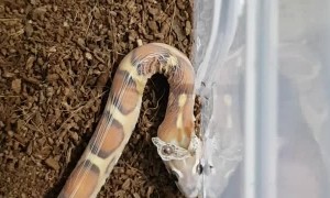 Scaleless Snake Shedding Skin