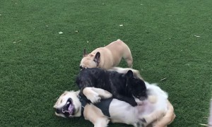 Dog Just Won't Give Up