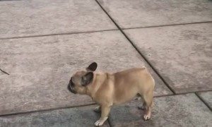 Puppy Dances Post-deuce