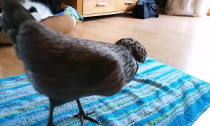 Teaching a Chicken to Spin