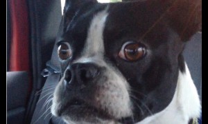 Boston Terrier manages to impersonate a goat and dolphin