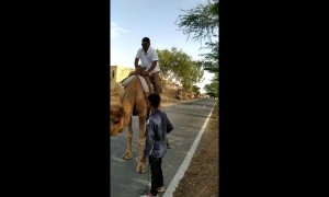 Hump day fails: man in India can't control camel, topples over
