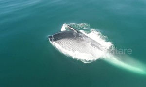 Rare footage of fin whale feeding on krill off southern California