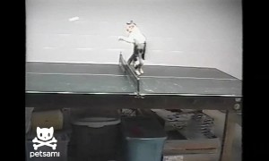 Kitty Wants to Play Table Tennis, too!
