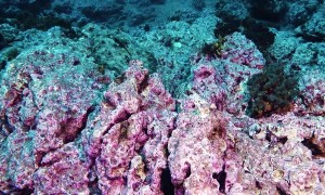 Cool Camouflaged Flounder