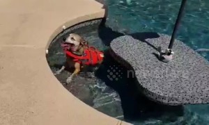 Senior dog who swims until he collapses given life jacket in Arizona