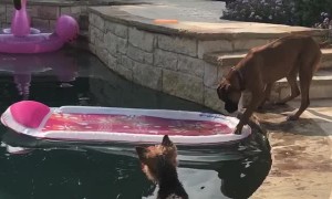 Yorkie and Boxer Use Pool Toy to Get Ball Back