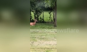 Oh deer: baby deer hilariously fails to hop fence in Ohio backyard