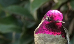 Hummingbird amazingly shows off bright color change illusion