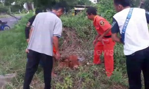 Locals rescue calf who fell into hole while eating grass in Thailand