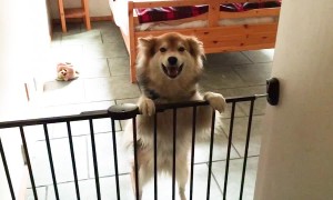 Pets Greeting Owners