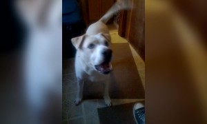 This Dog Wants to Speak with a Manager!