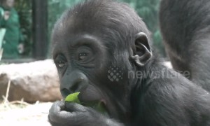 Time to get in shape! Adorable baby gorilla happily munches on leaf at zoo in the Netherlands