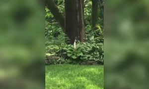 Fishing for...Chipmunks?