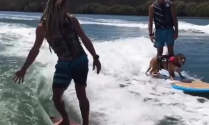 Amazingly talented dog loves to go surfing