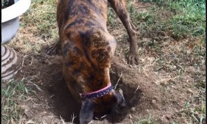 Boxer dog is super excited about digging hole