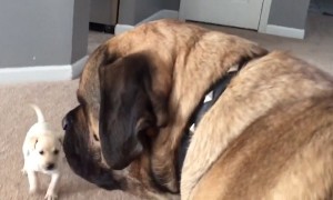 Fearless puppy adorably plays with giant English Mastiff