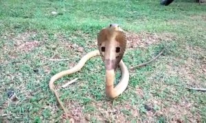 Snake-catcher pulls deadly king cobra from motor scooter