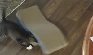 Kitty Looking For Cover