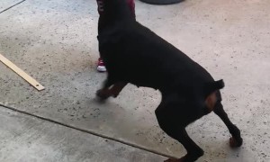 Frisbee Fun with a Furry Friend