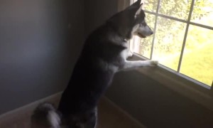 Husky can't contain himself after spotting deer herd outside